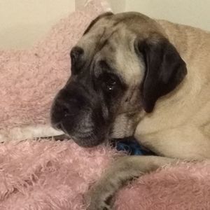 Meet your Posher, Missy